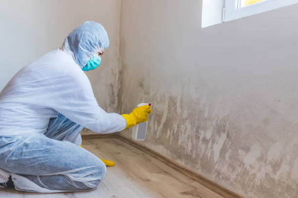 Mold inspector in Springfield performing thermal imaging